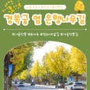 경복궁 돌담길 은행나무 실시간 후기