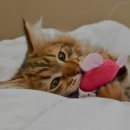 사랑가득 동물병원 이미지