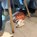 프로젝트 유 의원 | 2025년 7월 페루 리마 가을 날씨/뉴스/일상