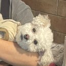 모찌펫살롱 이미지