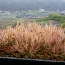 하이브리 이미지