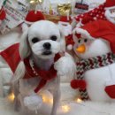 느낌it개 이미지