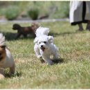 폴앤도기 이미지