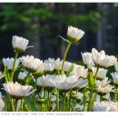 마곡보타닉 투웨니퍼스트 개방화장실 | [갤s26u] 서울식물원 봄꽃