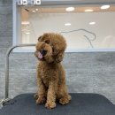 해맑은 애견미용 이미지