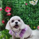 라떼펫살롱 이미지