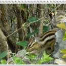 다람쥐모텔 이미지