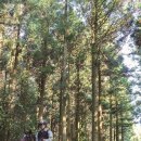 제주마을 이미지