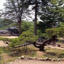소나무뜰