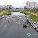 대전천 이미지
