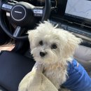 카페몽몽 | 제주도 노형동 대형 실내외 애견카페, 카페몽몽 | 오늘의 장소