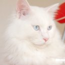 그루밍 나나 이미지