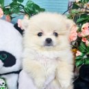 우리들의 댕댕이 이미지