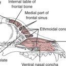 24시알파동물메디컬센터 이미지