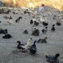 사계절자연방목농장 이미지