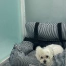 행복의 공간 | 양주강아지호텔 행복을배우는공간 이용후기