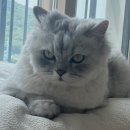 하쿠네