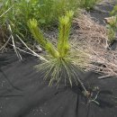 황금소나무농원 이미지