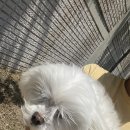 해피애견왕국 이미지