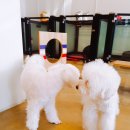 멍꿀개꿀 이미지