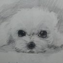 멍꾸러기 이미지