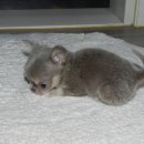 치와와 둥지 이미지