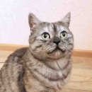 사조동아원(주) 이미지