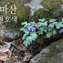 천마산 야생화 꽃길로 봄마중 가요~~~ 이미지