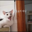 목소리가 안 나오는 고양이 이미지