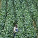 왕실농장 이미지