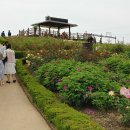 기차마을 장미공원 이미지