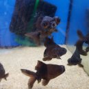 거성유리 수족관 이미지