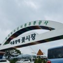 나무와선인장 | [인테리어] 양재꽃시장 : 황칠나무 선인장 플로리다 뷰티 다바나고사리 구매후기 주차정보 [내돈내산]