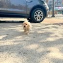 컴투펫 강아지분양 고양이분양 인천본점 | 인천강아지분양 컴투펫 인천점 추천해요