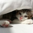 이쁜이PC 이미지