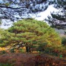 만지송 Daum카페