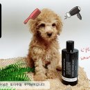 마미펫살롱 이미지