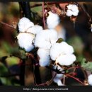 겸면주유소 이미지