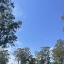 은하수별빛마을 | 시드니 여행: 블루마운틴 별빛투어 링컨스락 비바람 치던 날 다녀옴