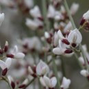 로뎀나무 이미지