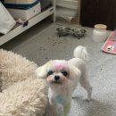 라뭉이네