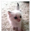 Ragdoll 고양이 남자 아이 주인을 찾습니다. 이미지