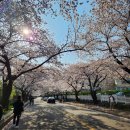 코리아골프빌리지 대우그린카운티 | 용인 기흥 벚꽃길 골드cc 코리아cc 근처 벚꽃 드라이브 추천