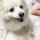 [한국동물구조협회] 유기견 강아지 입양🐶/양주 동구협/14일간의 기다림/유기견 입양 준비부터 신청...