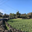 제주 올레길 3코스 A | 제주올레길 시즌3 (3-A코스)