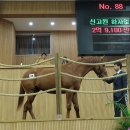 한국마사회제주경주마육성목장