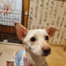 꼬독꼬독 이미지