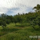 숲속호두 이미지