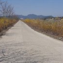 개나리길 이미지