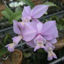 Cattleya nobilior amaliae (natural ) 이미지